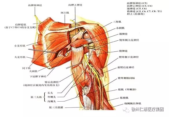 臂叢神經(jīng)